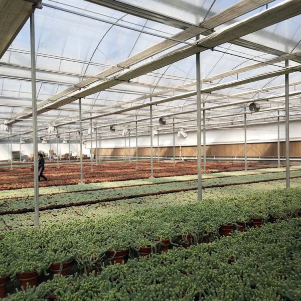 Long Life Span Heavy Duty Plastic Greenhouse High Large Size Film Greenhouse