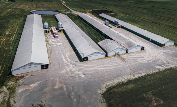 Corrosion Resistant Pre-Engineered Steel Structure Poultry House with 20-30 Years Service Life and Optional Heating and Cooling Systems