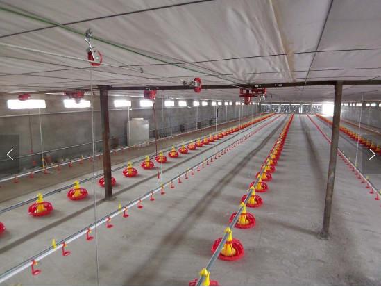 Bebedor automático de Bell para aves domésticas