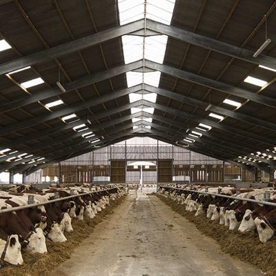 Good Response Concrete Structure Dairy Cow Shed Building Farm Wind Resistance