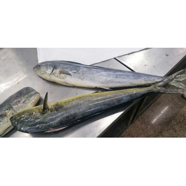 Keep Frozen At -18°C Or Below Frozen Mahi Mahi Whole Round Sustainable Seafood