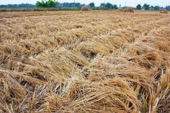 Ориентированный проект Турмкей производственной линии (OSSB) доски стренги соломы