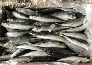 Isca de pesca congelada BQF maioria da captura 60g 70g de Seine de bolsa