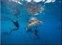 Stainless Steel Separator - Centrifuge