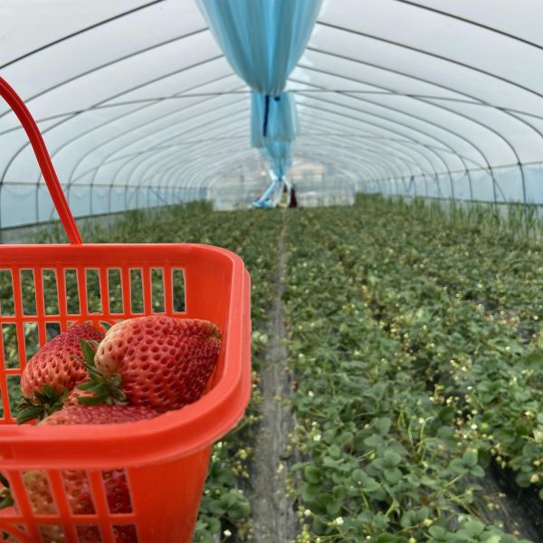 Клубника растя парник аграрного одиночного тоннеля пяди 2m пластиковый