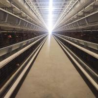 Locally Made Battery Chicken Cage Equipment 3-9tiers 650x625x500mm Size SONCAP