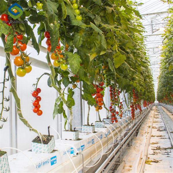 Kit de serre de plantation de tomates complet de bricolage avec cadre en acier à chaud PE / couvercle en verre