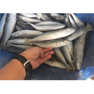 Bulk 80G 100G IQF Fish Frozen Whole Pacific Mackerel For Restaurant
