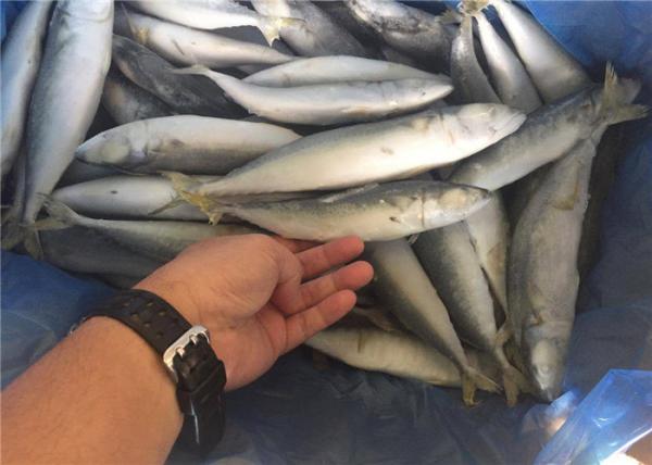 Cavala pacífica inteira congelada de 80G 100G IQF peixes maiorias para o restaurante