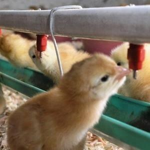 Equipamentos agrícolas Bebedor automático para aplicação de irrigação de frango, plástico + material de aço inoxidável Bebedor de mamilo para Br