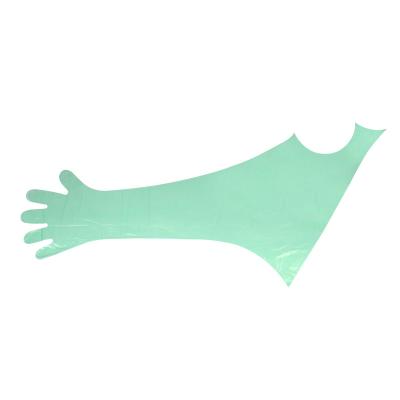 Veterinary Using Green PE Disposable Long Arm Gloves For Wearing Around Neck