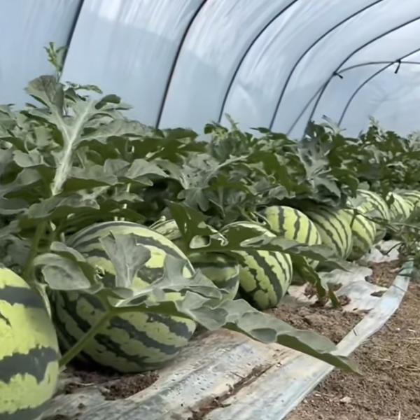 Package Size 50.00cm * 60.00cm * 50.00cm Tunnel Greenhouse for Agriculture and Vegetables