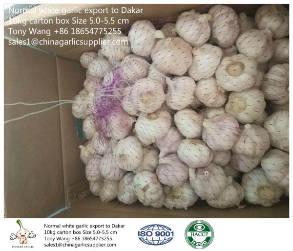 Garlic to Senegal, normal white garlic with 10kg carton box. one container can load 27.5 tons.
