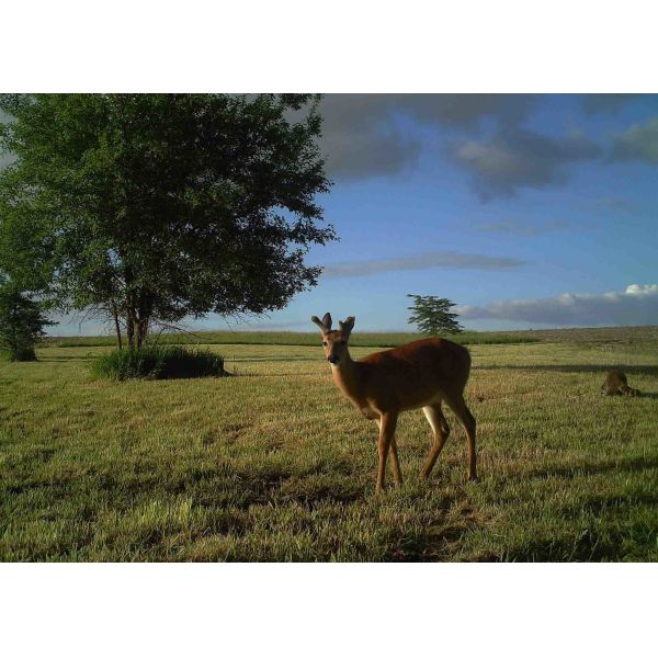 Night Vision Outdoor Wireless Hunting Trail Cameras Wireless Wildlife Camera