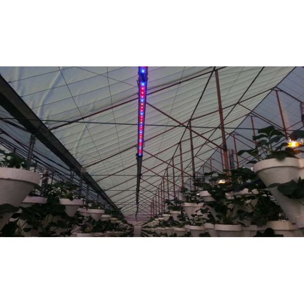 СИД 120км растет Адвокатура скорость 75 ватт вверх по медицинским заводам/овощу для парника