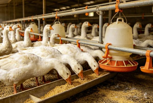 High Load Capacity Goose Farming Equipment Automatic Water Bath Reinforced Slatted Floor