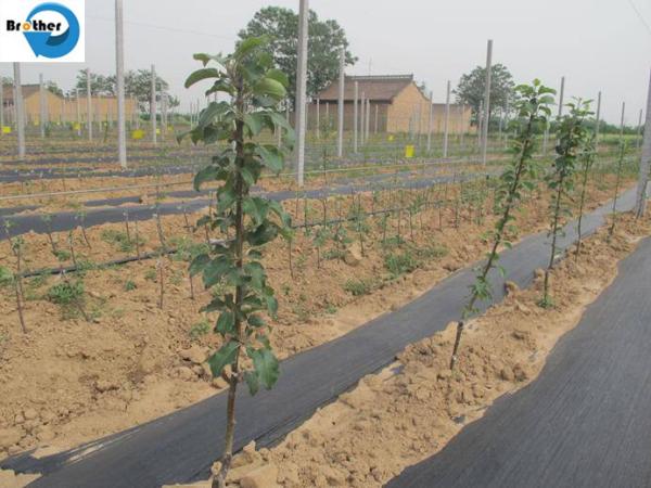 Agricultural Waterproof UV Treated Woven Farming Plant Garden Plastic Mulch Heavy Landscape Ground Cover Weed Mat Fabric