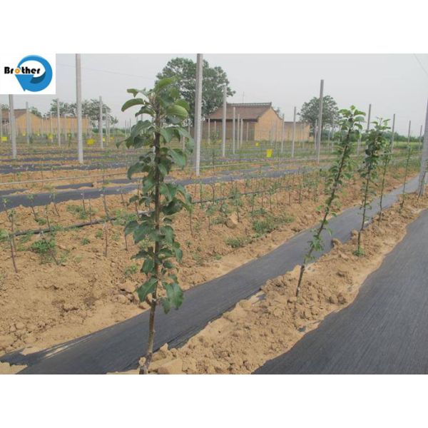 Agriculture PP Woven Plastic Low Price Weed Control Weed Mat Ground Cover Landscape Fabric