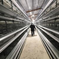 La cage H de poulet de batterie d'aviculture de couches dactylographient les rangées 4Tiers 6