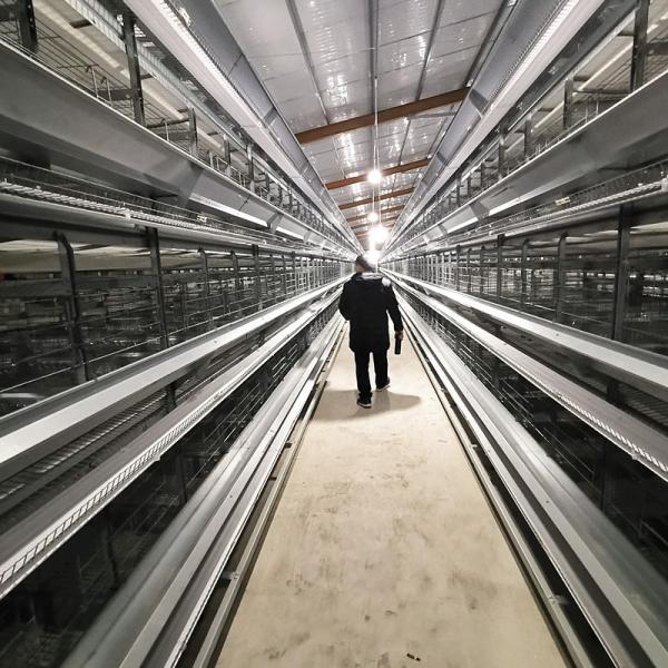 Galvanizado quente melhor vender sistema automático gaiola de frango de frango tipo H bateria gaiola de frango de frango de frango