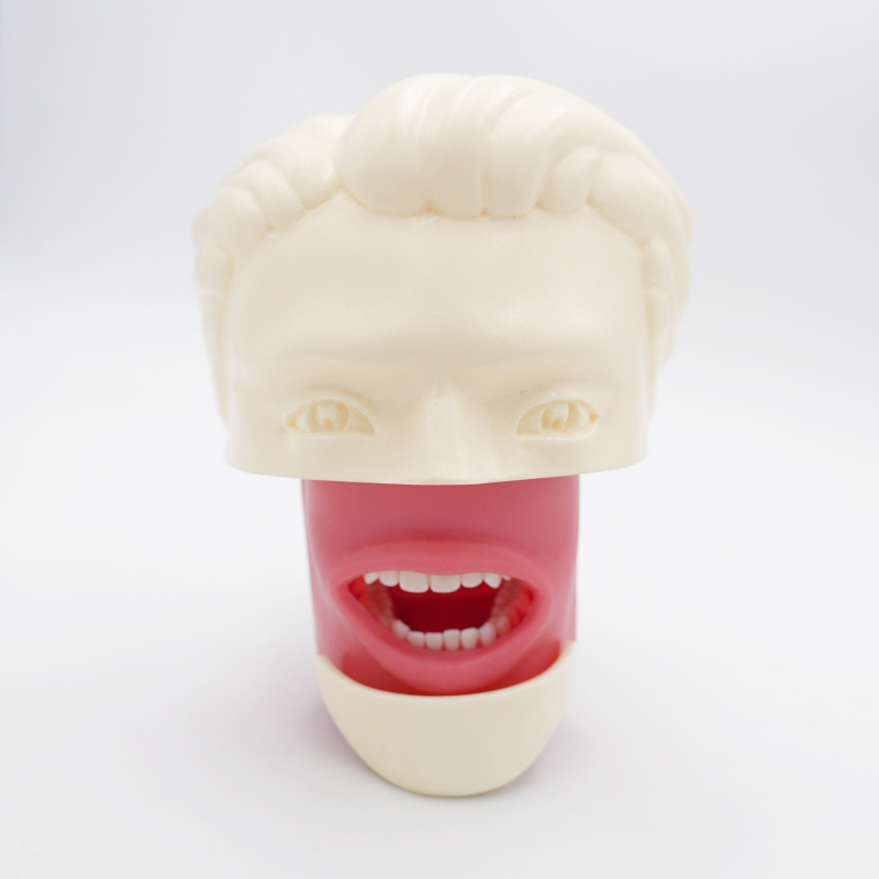 Advanced Oral Phantom Head Dental Teaching Head Model Dental School Desktop Practice Dental Training Simulator