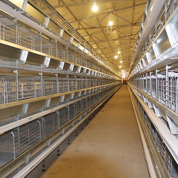 Automatic Chicken Farm Equipment , 380V U Shape Steel Hi Tech Chicken Cage