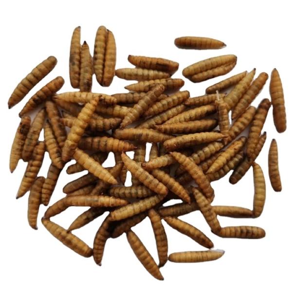 Carton Packaging for Dried Black Soldier Fly Larvae of Exceptional Quality