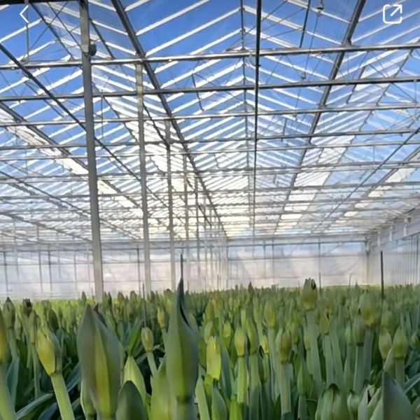 Sleek Glass Greenhouse with Hydroponic Vegetable Setup Enhance Your Farming Efficiency