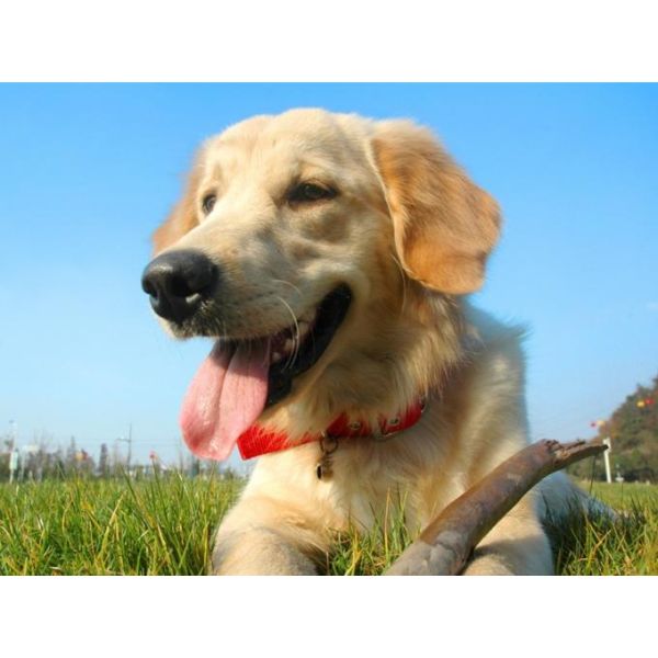 Cold and warm Water Soluble Medical Disposal Bags, dissolvable PVA bag for Hospital laundry room