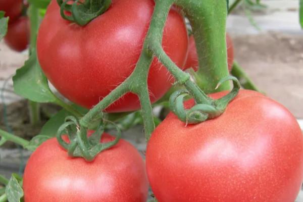 Hot Dip Galvanized Steel Tube Frame Greenhouse Film for Agriculture in 10-100m Length