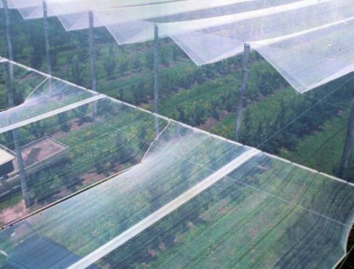 HDPE PE Material Anti Frost Net For Fruit Protection Length 50m 120m