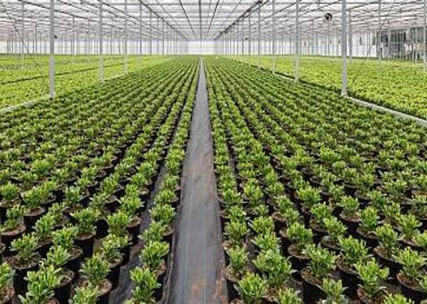 Hot Dip Galvanized Steel Greenhouse Venlo Type For Farming Planting