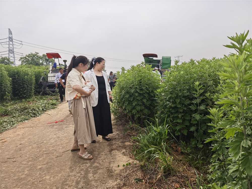Hubei Yishiyuan Chinese Mugwort Biotechnology Company Limited