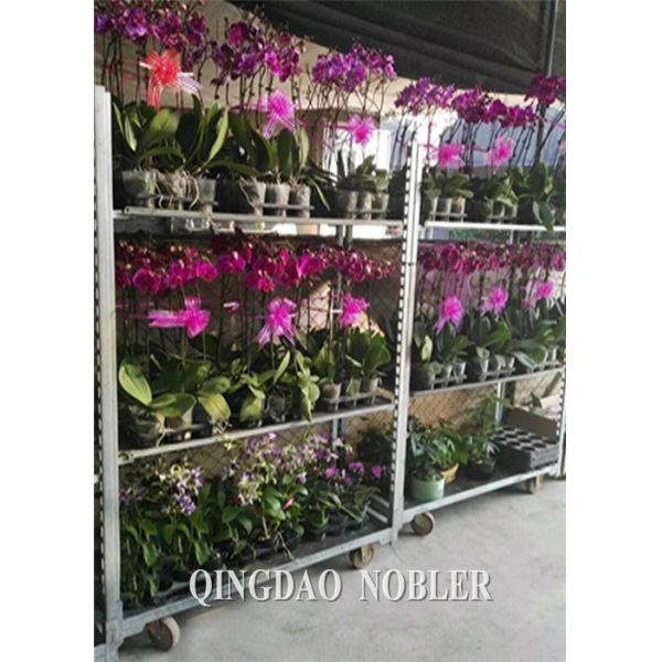 Засадите голландскую емкость нагрузки тележки 400КГ садового инструмента переклейки КК вагонетки цветка