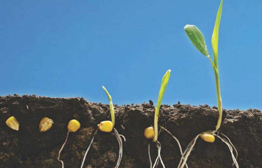 Amino Acid 75% for Water Soluble Fertilizer