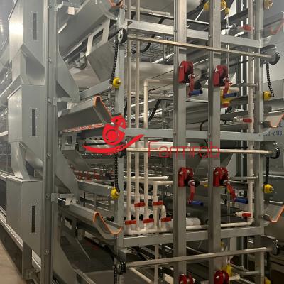 Adjustable Feeding System Poultry Cage System for Baby Chickens