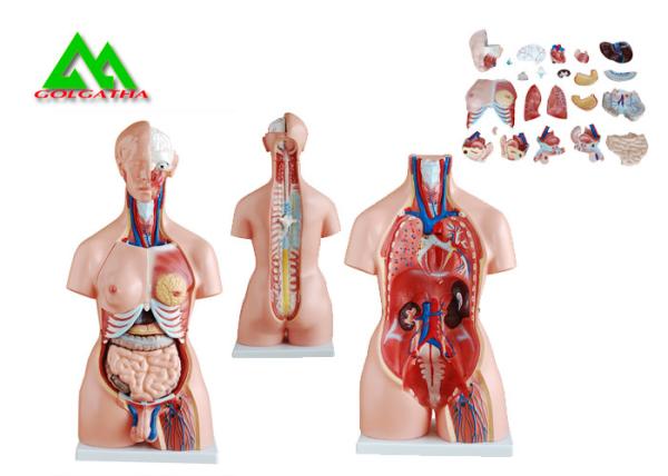 Medical Dual Sex Human Torso Anatomy Model With Head Clear Structure