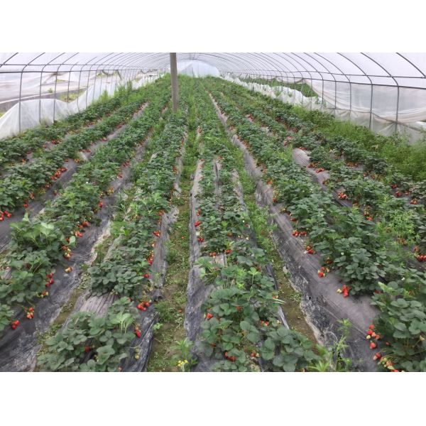 Парник ясной одиночной пяди поли обрабатывая землю для расти лука чилей