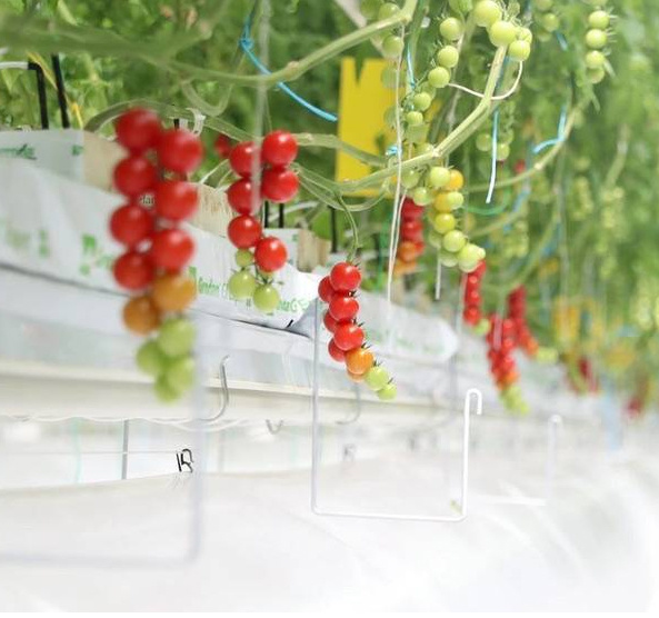 Multi-Span Single-Pan Hydroponic Tomato Cultivation Greenhouse for Aquaculture Market