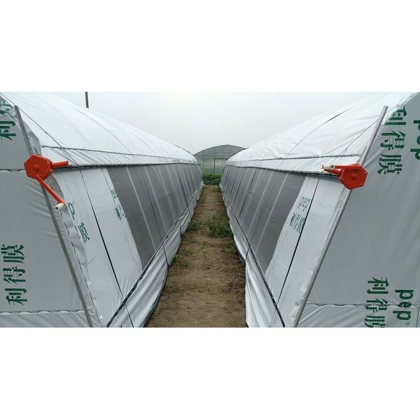 La inmersión caliente del invernadero interior de la seta galvanizó la capa PEP Plastic Film del acero tres