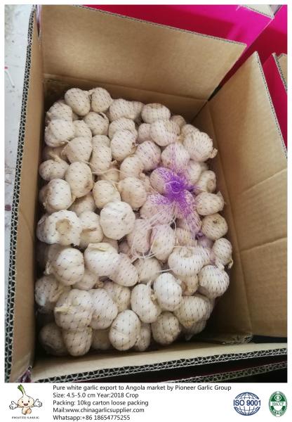 China fresh garlic export to Angola with 4.5-5.0cm 10kg loose packing carton.