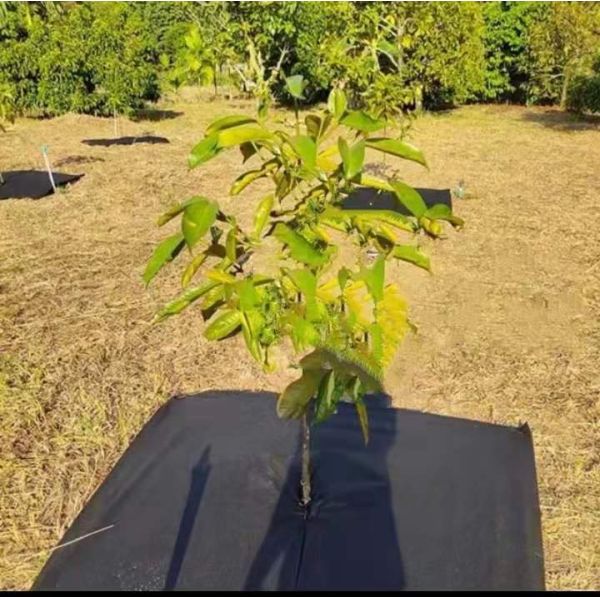 УЛЬТРАФИОЛЕТОВАЯ устойчивая ткань Spunbond не сплетенное 50gr 150gr ландшафта барьера засорителя полипропилена