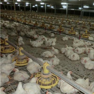 bebedores dos alimentadores da galinha de grelha da tubulação do equipamento agrícola 45cm da galinha de 380V 220V