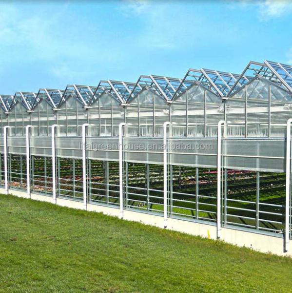 4.0m-6.0m Altura da caldeira Estufa de vidro comercial para flores de vegetais