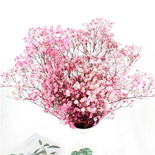 Flores preservadas inofensivas não tóxicas da respiração do bebê para Ins Valentine Gift