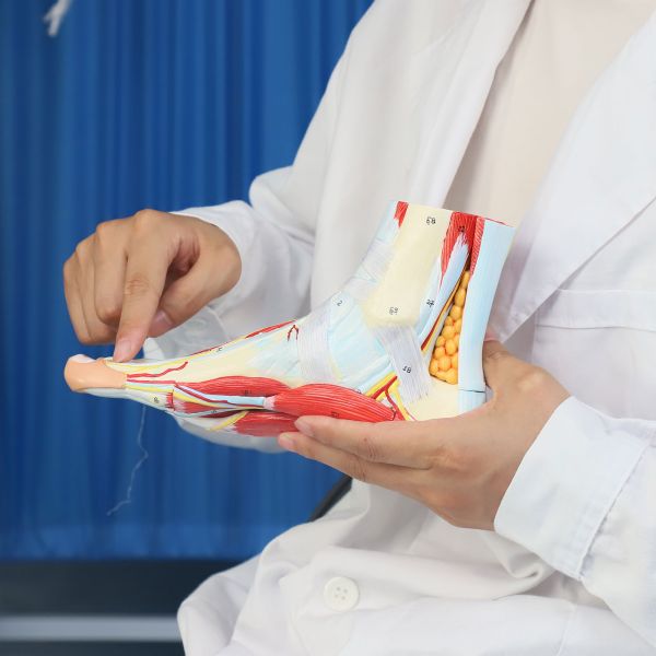 Life size Anotomy Didactic Research Medical School Campus Hospital Rehabilitation Treatment After Surgery Foot Ankle Model