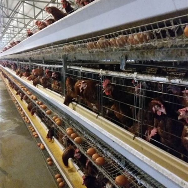 Modern 128 Birds Battery Layer Chicken Cage For Pakistan Farm