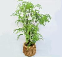 Planta tropical artificial verde vivo para a samambaia de Boston da decoração da tabela do escritório