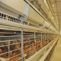 Type de HDG H cage de poulet de batterie pour les pondeuses 3-10Tiers