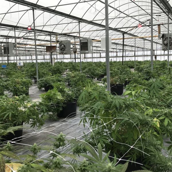 Внутренняя система затенения DIY Light Dep Blackout Tarp Теплица 30-60 м